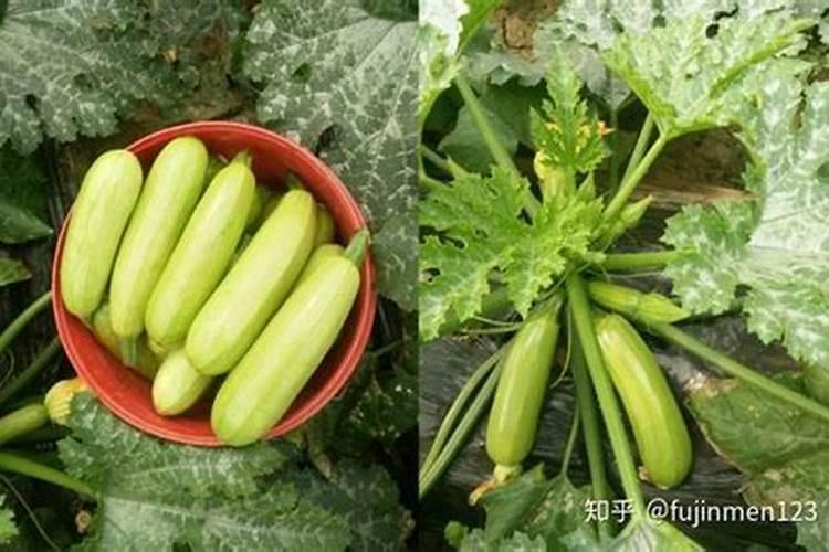 西葫芦上部叶片小,怎样就可以让叶片长的更大一些呢？