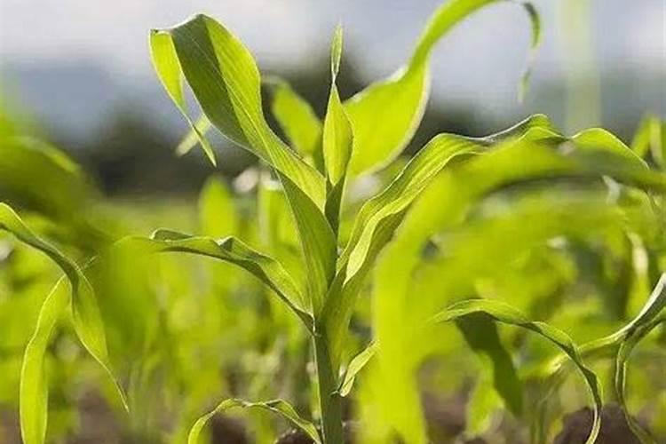 玉米追肥的正确方法(玉米苗期施肥应注意什么问题)