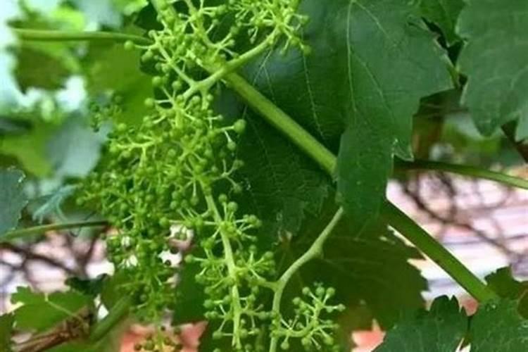 氮钾追肥有效期多长时间,和尿素哪个好