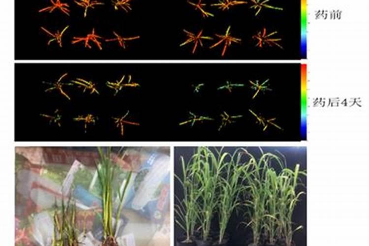 “万能”的芸苔素内酯,你用对了吗？附最全使用方案