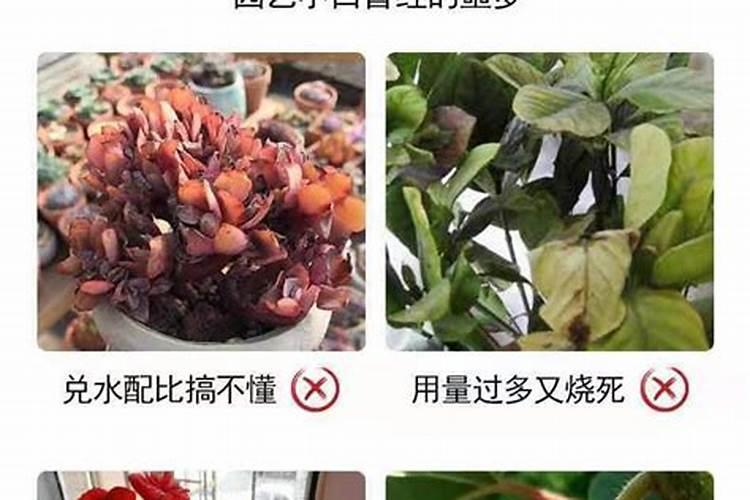 多肉浇叶面肥可以吗？
