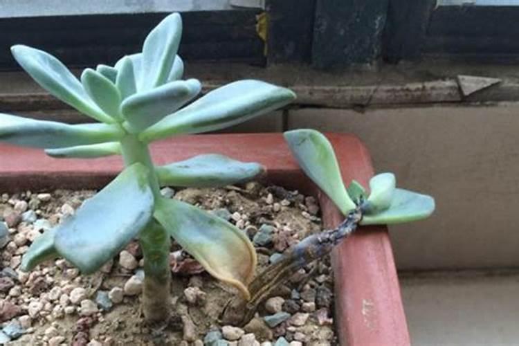 光照强掉叶子用什么肥料或药