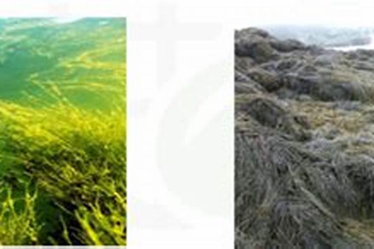 海藻肥适合什么植物施用!效果怎么样？
