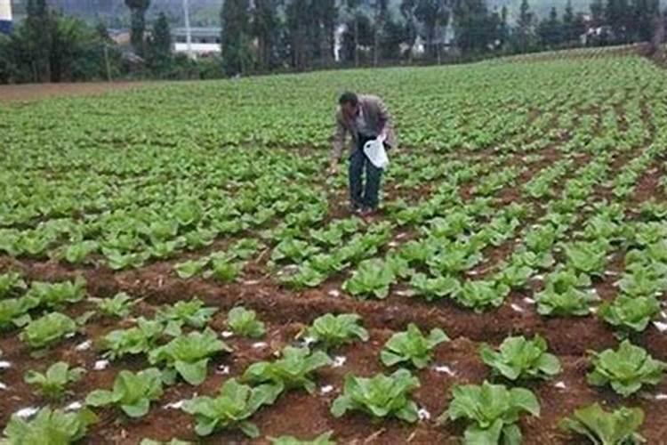 种植大白菜,要如何使用尿素？大白菜可以追尿素吗？