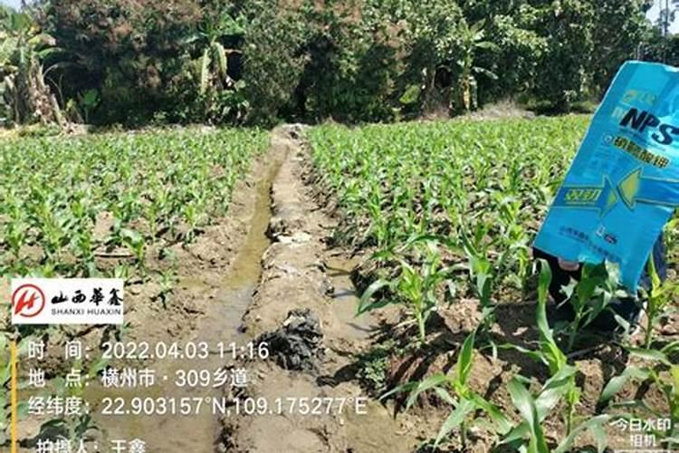 辣椒素溶于什么