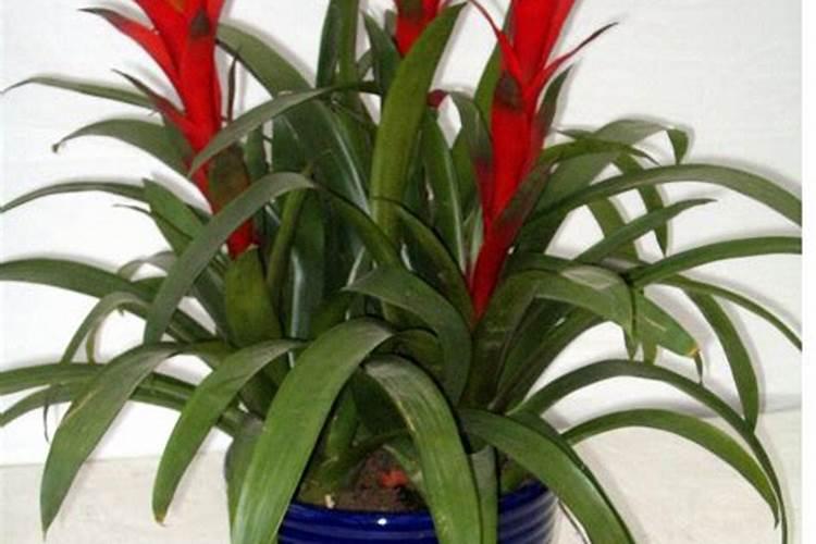 鸿运当头怎么施肥