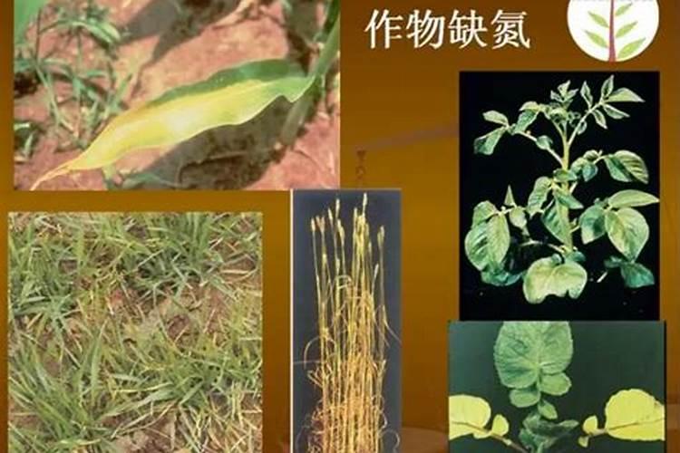 小麦宝宝叶面肥喷雾时间表