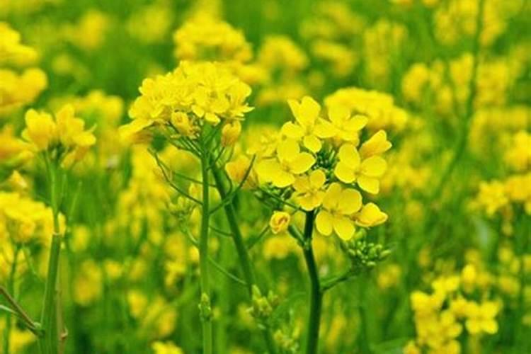 油菜什么时候施肥最合适