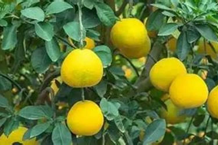 硝酸钾是什么肥料
