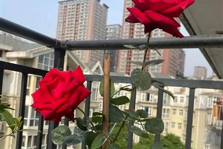 玉竹施肥的时候有什么要注意的 玉竹施肥方法和注意事项