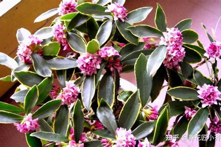 瑞香花用什么肥料最好