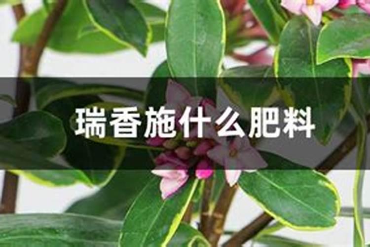 瑞香施什么肥料