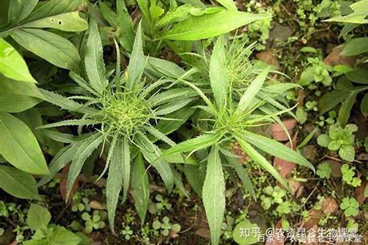 花生硼肥什么时间施用