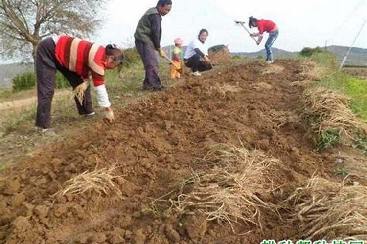 黄芪种植如何进行田间管理？