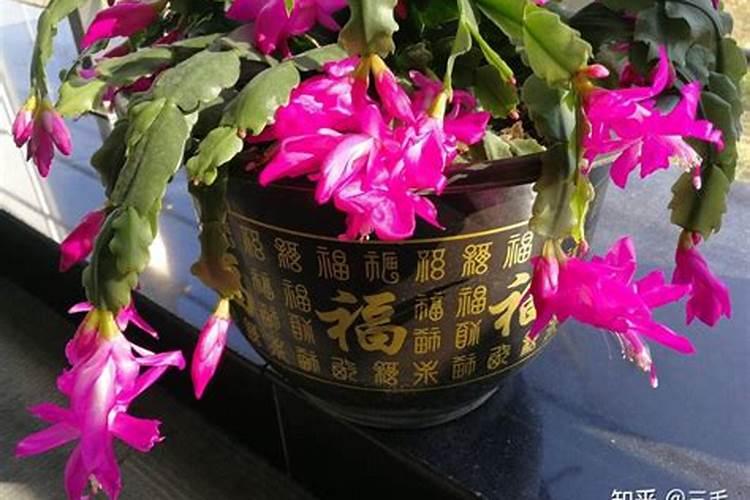 夏天如何养护蟹爪兰叶片油绿壮实