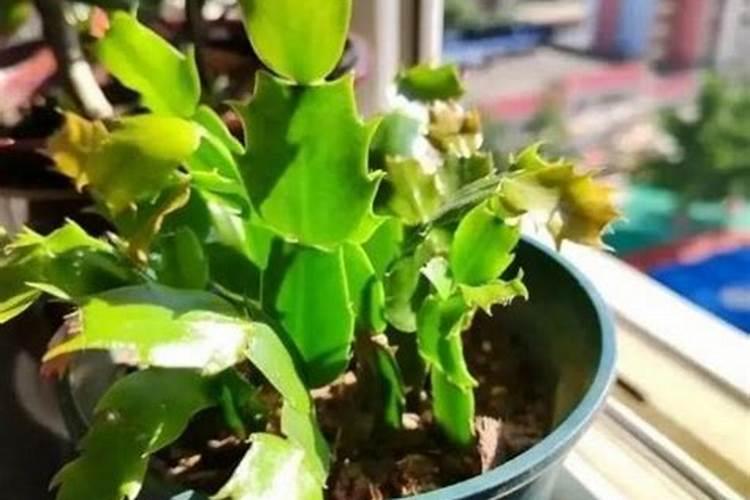 夏季蟹爪兰如何养护安全度夏