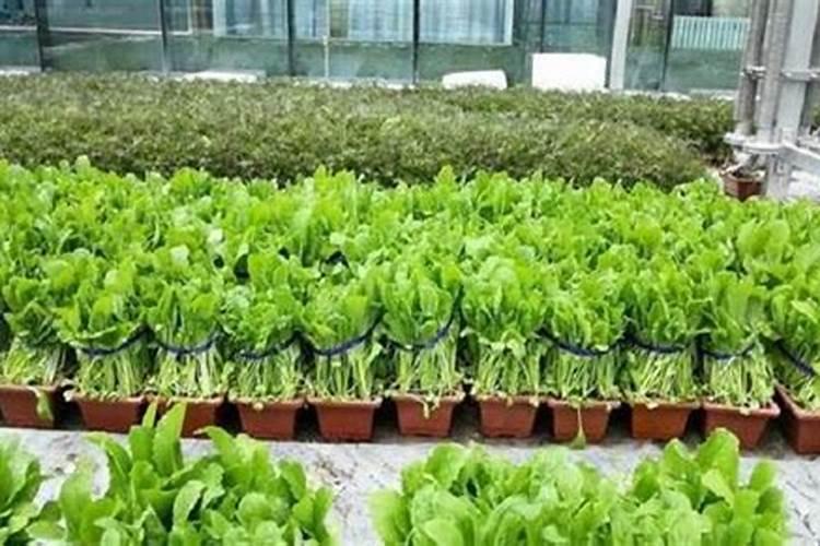 磷酸二氢钾尿素复硝酚钠虫子药能不能一起用