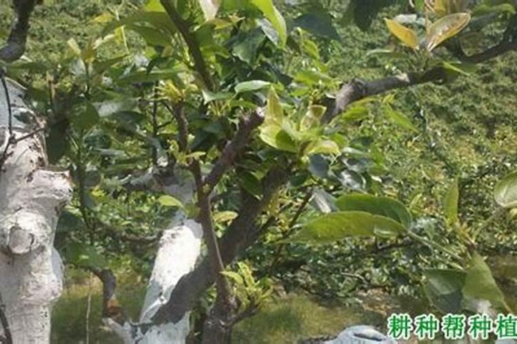 国外进口的叶面肥品牌都有哪些