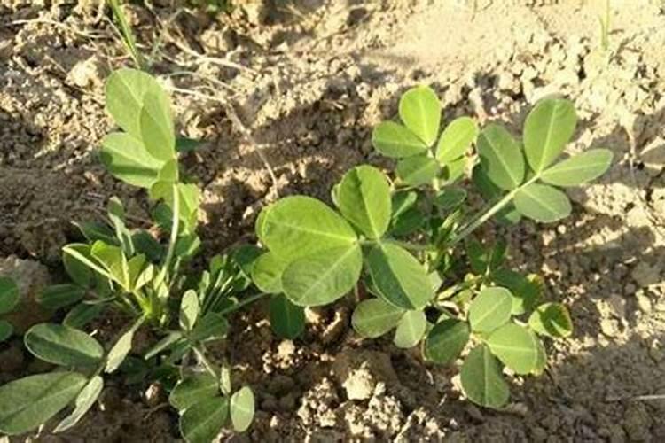 [叶面施肥的原理及在果树生产中的应用] 平菇叶面可以喷施什么