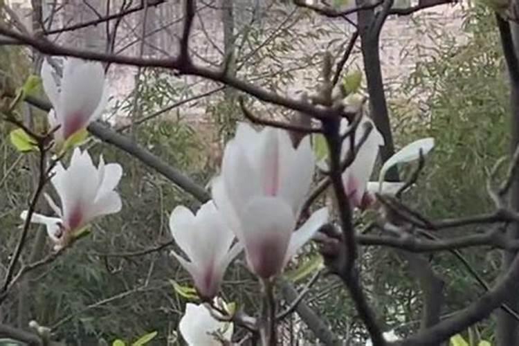 开花期能不能施肥