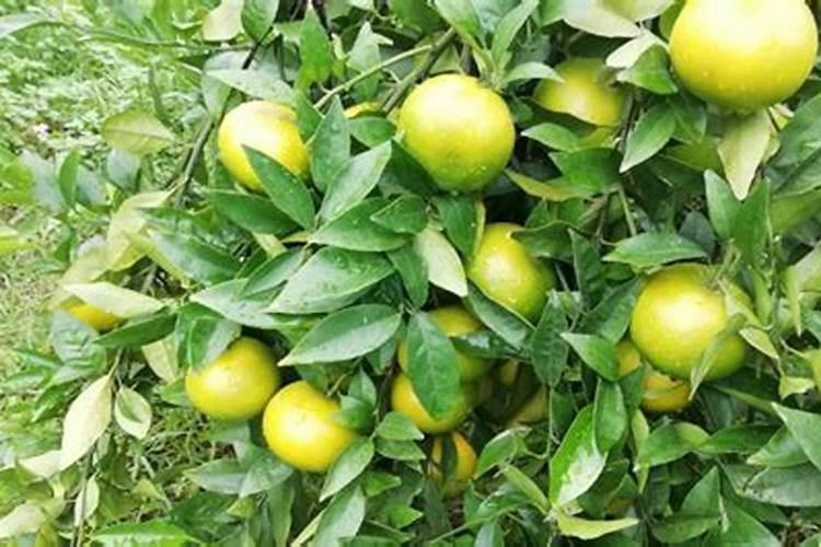 硝酸磷肥追施小麦每亩25公斤行吗‘？