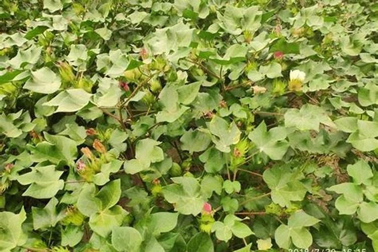 棉花施钾肥最佳时间 使用方法及注意事项