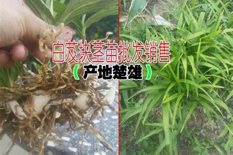 冬季兰花施肥时间和方法