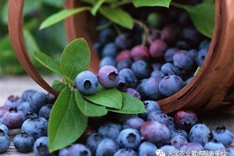 蓝莓施什么肥