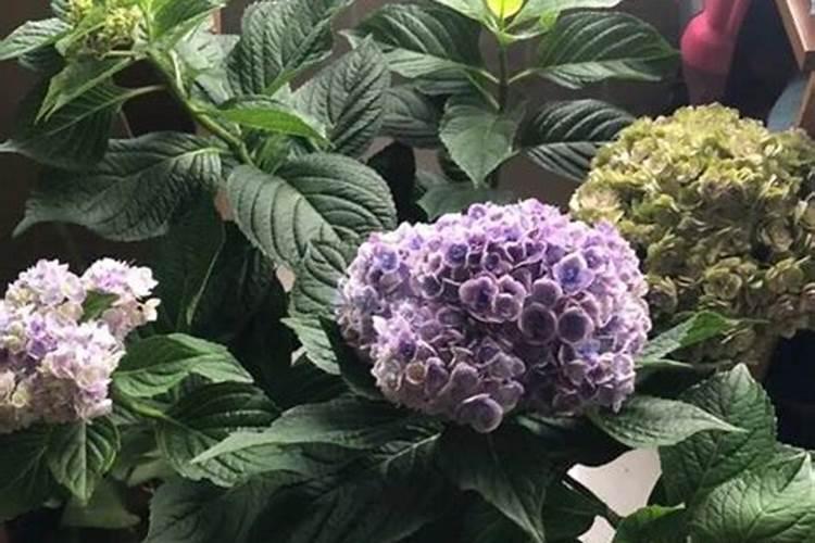 绣球花施什么肥