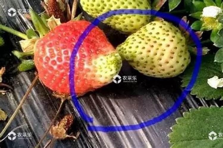 玉米苗发黄？老农教你三招,快速由弱转壮