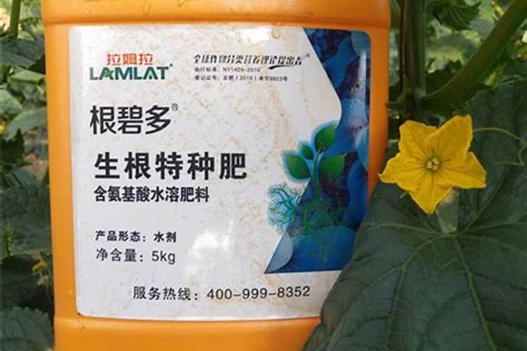 玉米烧苗后还能正常生长吗