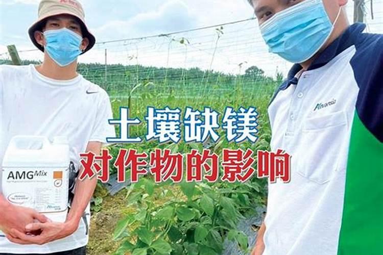 镁元素对植物的作用