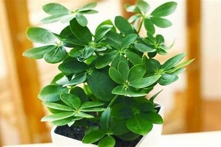 白菜追肥用什么肥好