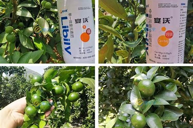 多菌灵可以浇月季花吗？