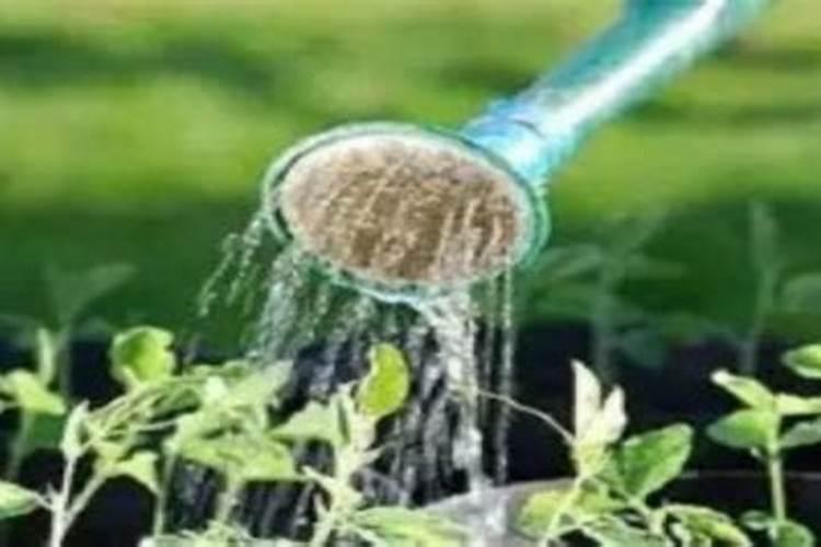 高钾颗粒水溶肥方片钾用在豆角上可不可以？会出现什么样的效果？