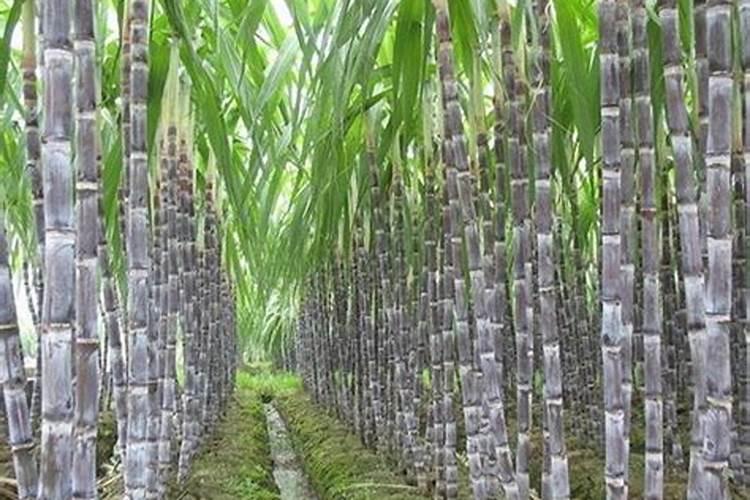 山东哪个地方的西瓜,数量多且滋味美妙？