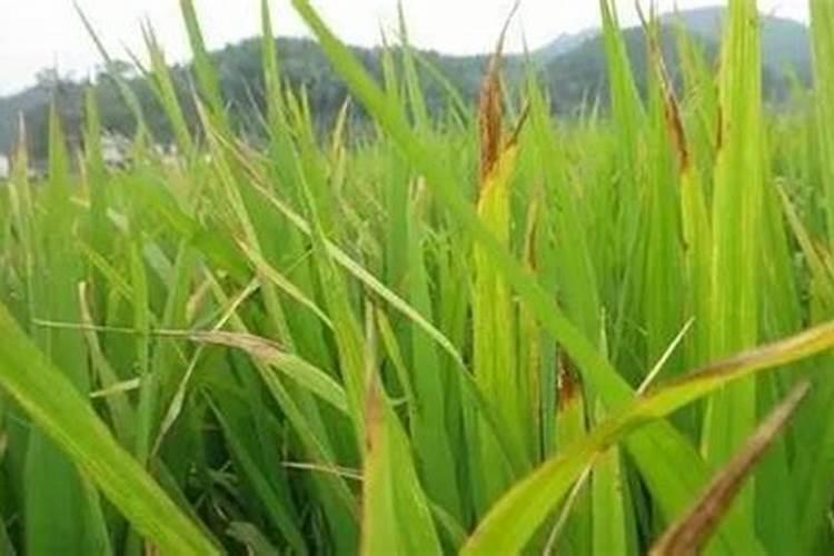 毒死蜱和辛硫磷颗粒可兑水喷雾吗