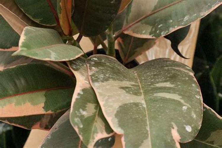 月季什么季节喷药