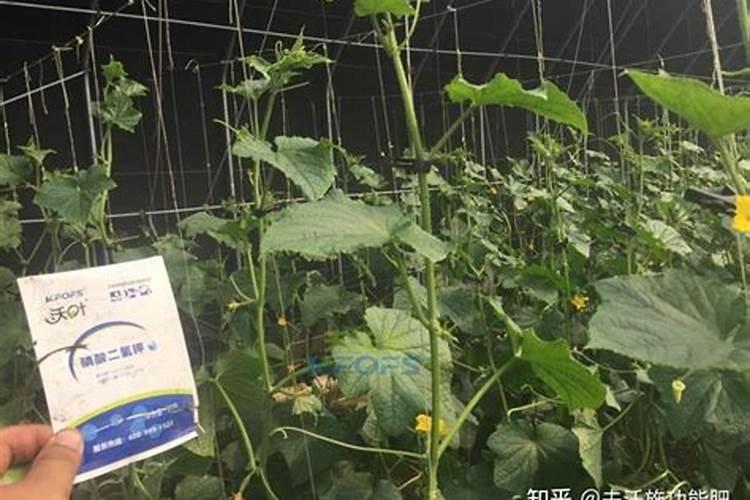 花生开花了要施什么肥