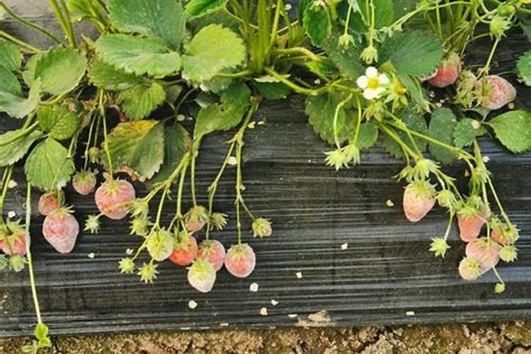 花生追肥用什么肥料好