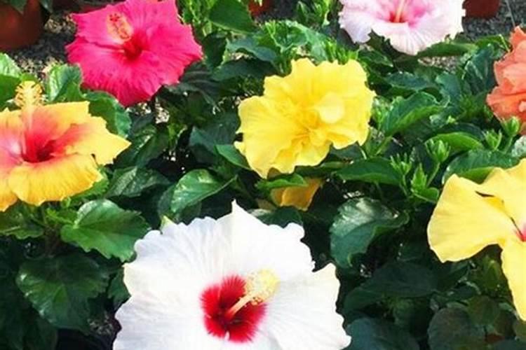 花生开花了,管理都注意啥