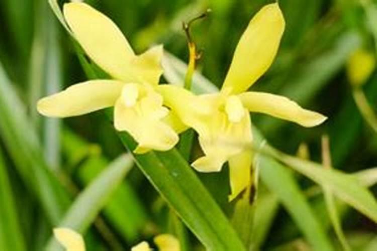 腐植酸复混肥料的生产方法和工艺流程是什么？