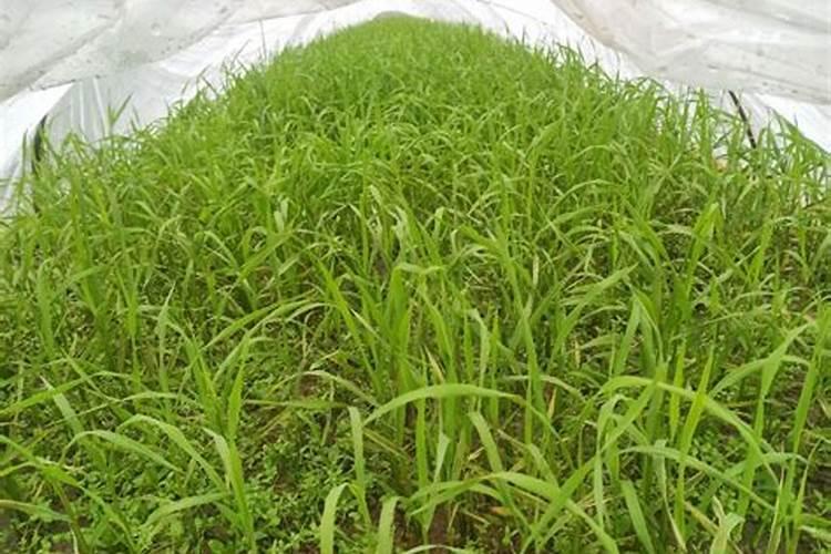 给菠菜施肥,应该注意哪些问题？