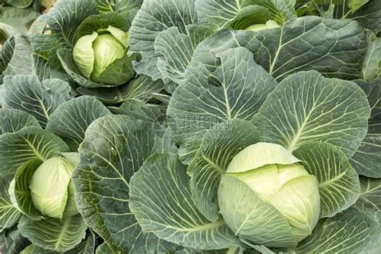 硅肥在果树上如何施用