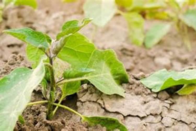 市面上有没有绿油油的无害蔬菜？