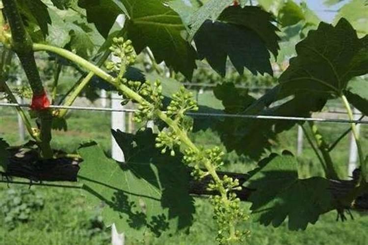 黄晶果苗店铺推荐