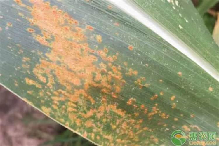 果树秋季施氮肥可以吗