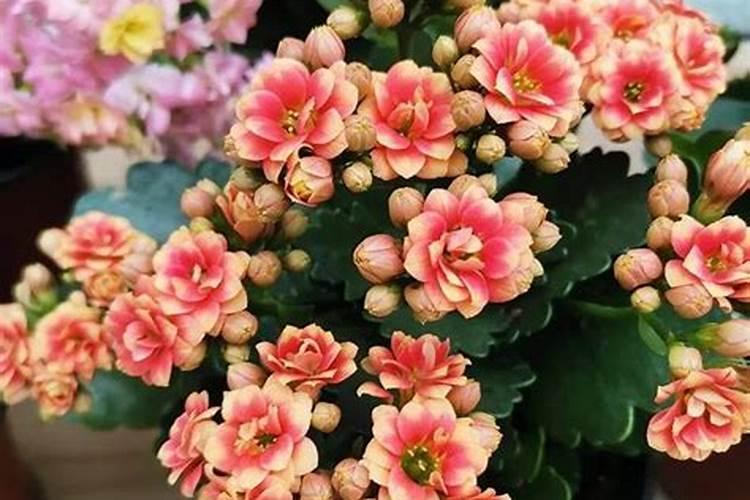 怎样保存鲜花椒叶可做到不变色又保鲜持久