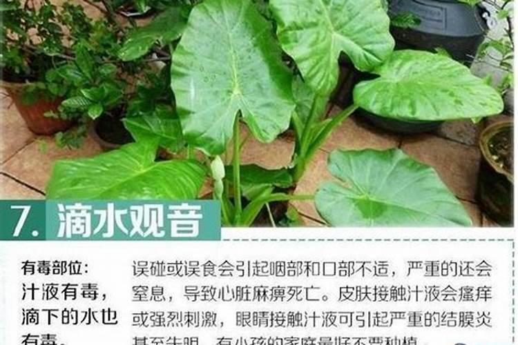 磷肥对植物的作用和用量 磷肥促进哪部分生长
