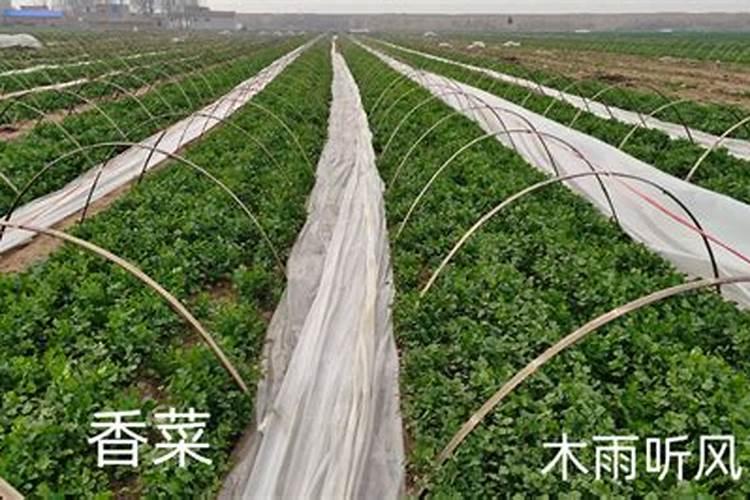 香菜的施肥是关键,香菜施肥有哪些好的方法？